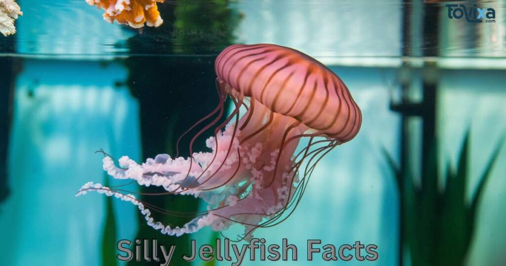 Silly Jellyfish Facts