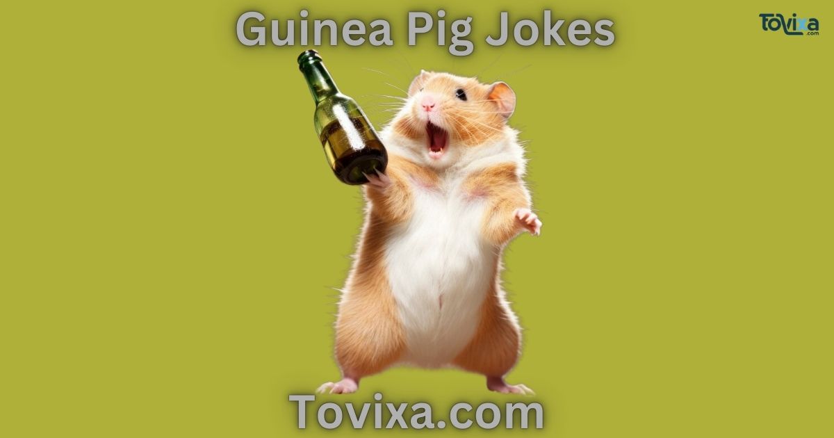 Guinea Pig Jokes