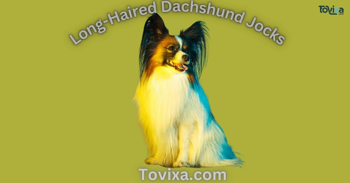 Long-Haired Dachshund Jocks